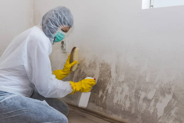 Best Commercial Mold Removal  in Itta Bena, MS