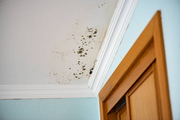 Best Local Mold Removal Service  in Itta Bena, MS