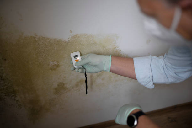 Best Home Mold Removal  in Itta Bena, MS