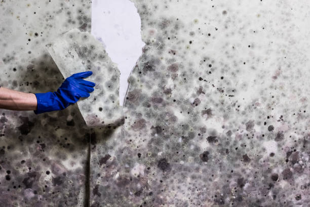Best Certified Mold Removal  in Itta Bena, MS
